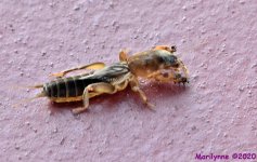 DSC_5241_001.JPG