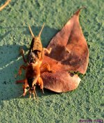 DSC_5249_001.JPG