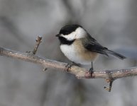 6617 chickadee 1 - outside.jpg