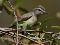 MarblingVireo6.jpg
