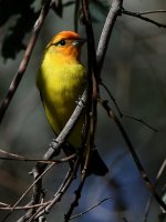 Tanager.jpg