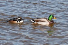 MalardMerganser-500.jpg
