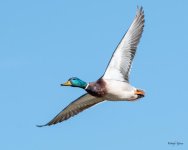 MallardFlight-500.jpg