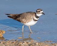 Killdeer-530.jpg