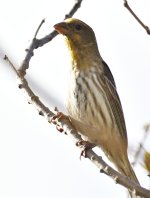 _ROY8537_00001.jpg