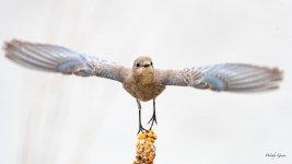 MountainBluebird-500.jpg