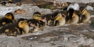 Ducklings3.jpg