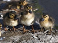 Ducklings5.jpg