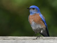 Bluebird2.jpg