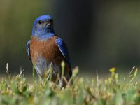 Bluebird4.jpg