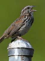 Sparrow2.jpg