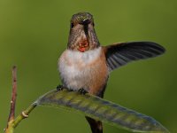 Hummer6.jpg