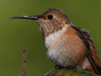 Hummer9.jpg