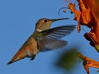 Hummer11.jpg