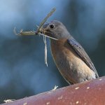 Bluebird8.jpg