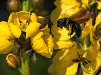 Bee.jpg