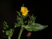 Dandylion.jpg