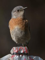 Bluebird.jpg