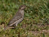Finch.jpg