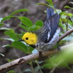 HermitWarbler.jpg