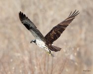 OspreyFish-505.jpg