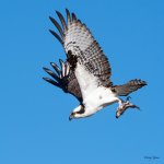 OspreyFlightFish-500.jpg