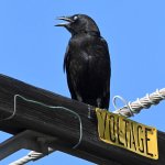 Crow2.jpg