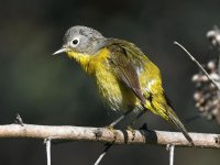NashvilleWarbler2.jpg