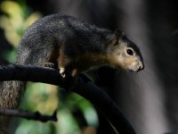 Squirrel2.jpg