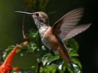 Hummer2.jpg