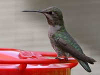 Hummer10.jpg