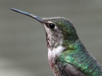 Hummer8.jpg