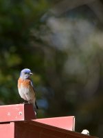 Bluebird.jpg