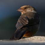 Towhee.jpg