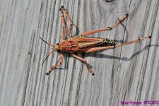 DSC_9636_001.JPG
