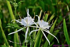 DSC_9646_001.JPG