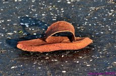 DSC_5261_001.JPG