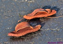 DSC_5265_001.JPG