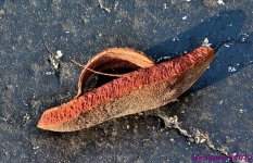 DSC_5266_001.JPG