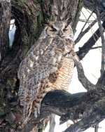 Owl-525.jpg