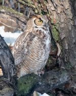 Owl-526.jpg