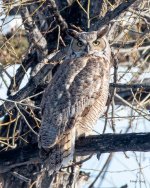 Owl-527.jpg