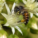 Bee3.jpg