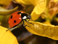 LadyBug.jpg