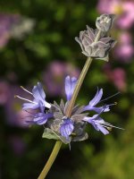 Salvia.jpg
