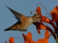 Hummer6.jpg