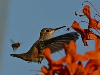 Hummer5.jpg
