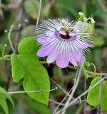 DSC_9654_001.JPG