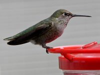 Hummer13.jpg