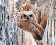 OwlPupils-500.jpg